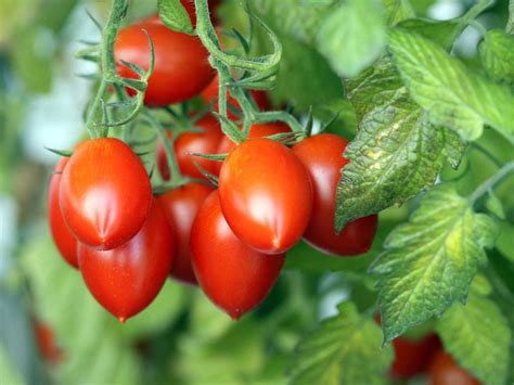 mature roma|How to Plant and Grow Roma Tomatoes 